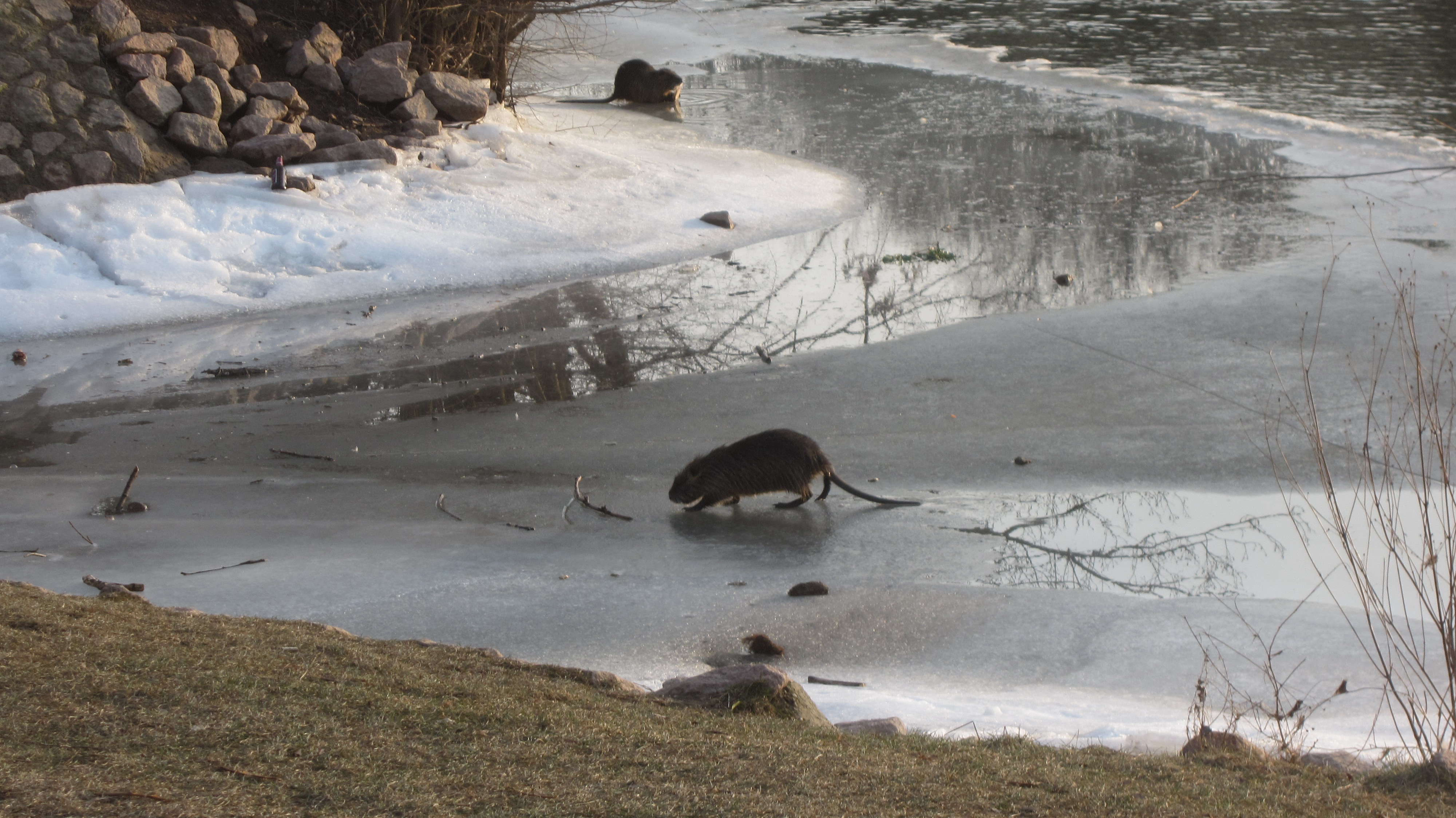  Nutrias Bad Dürrenberg