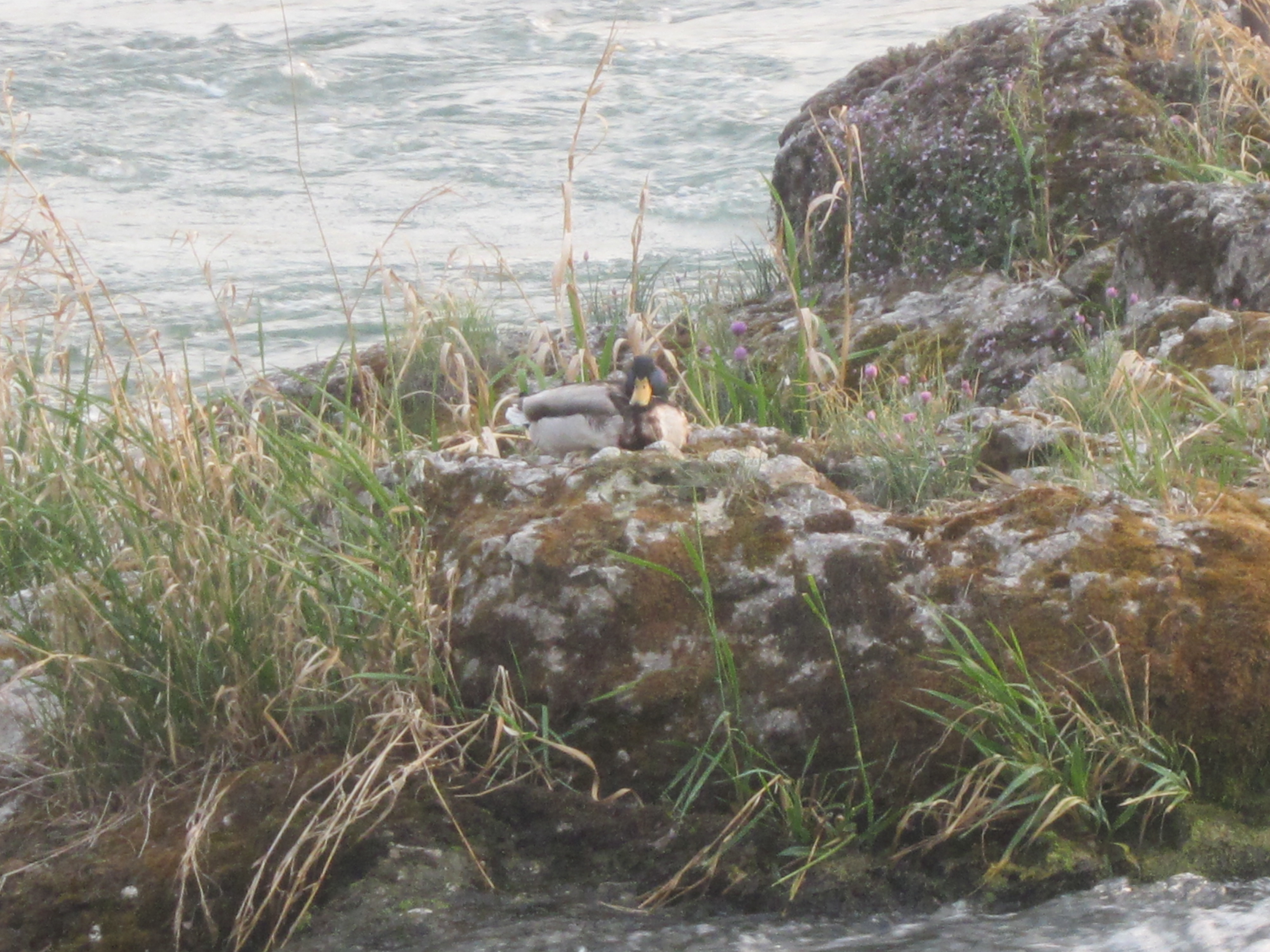 Wächter des umschwemmten Steins