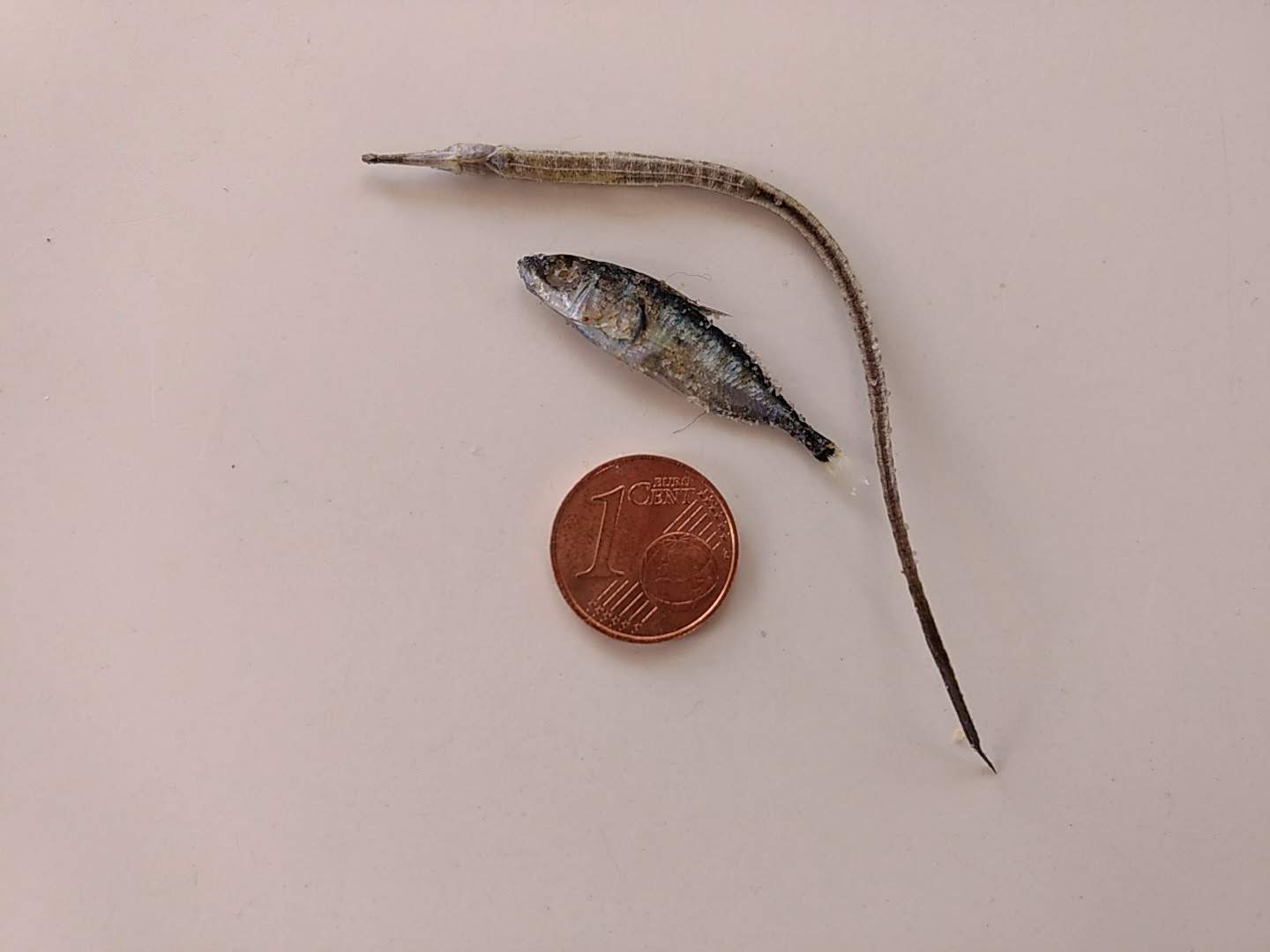 Ein paar Impressionen von Sylt