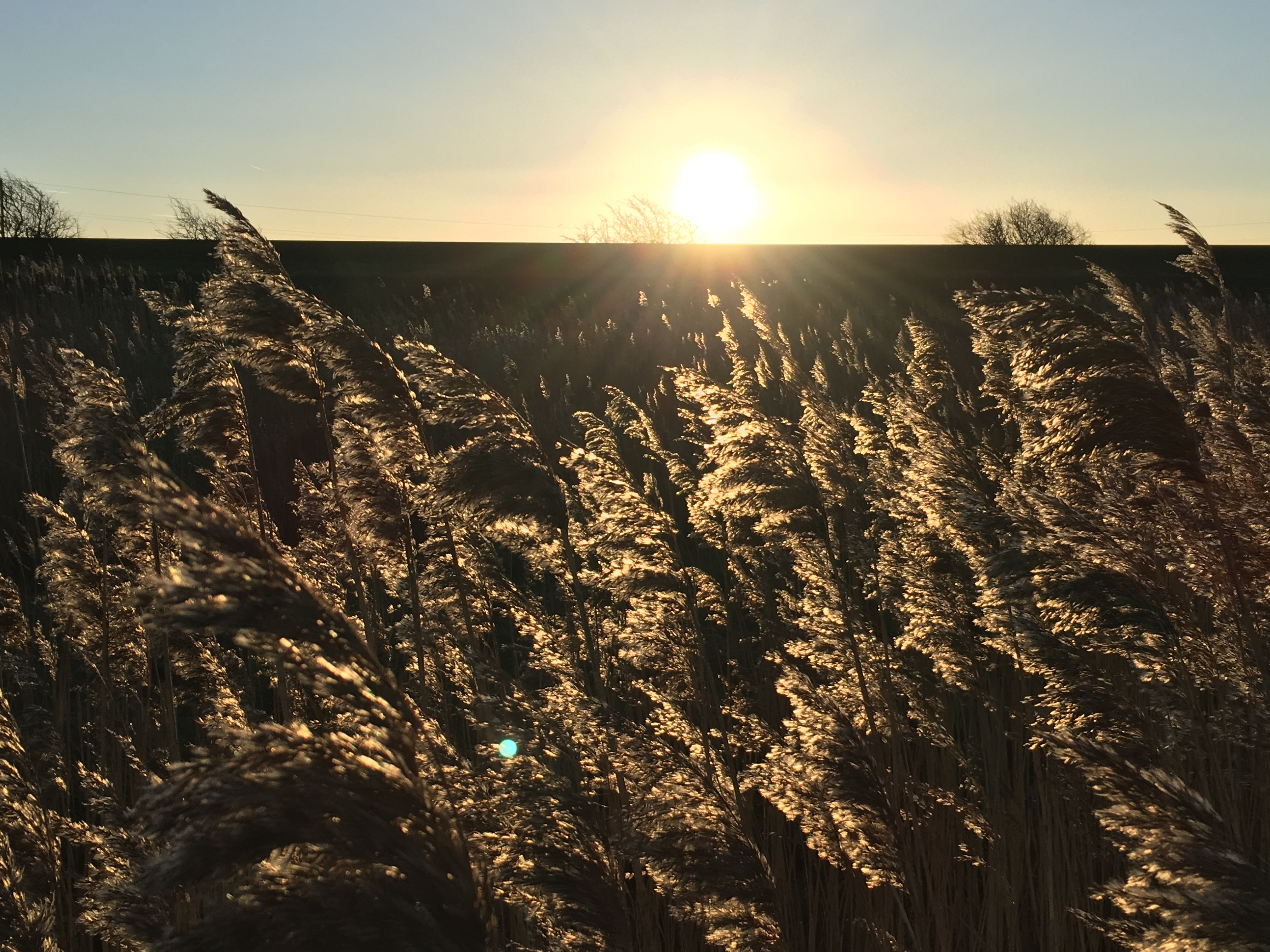 Strandwolken und Windgräser