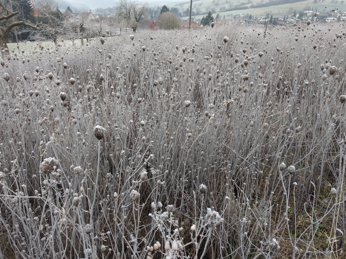 fast weisse weihnachten