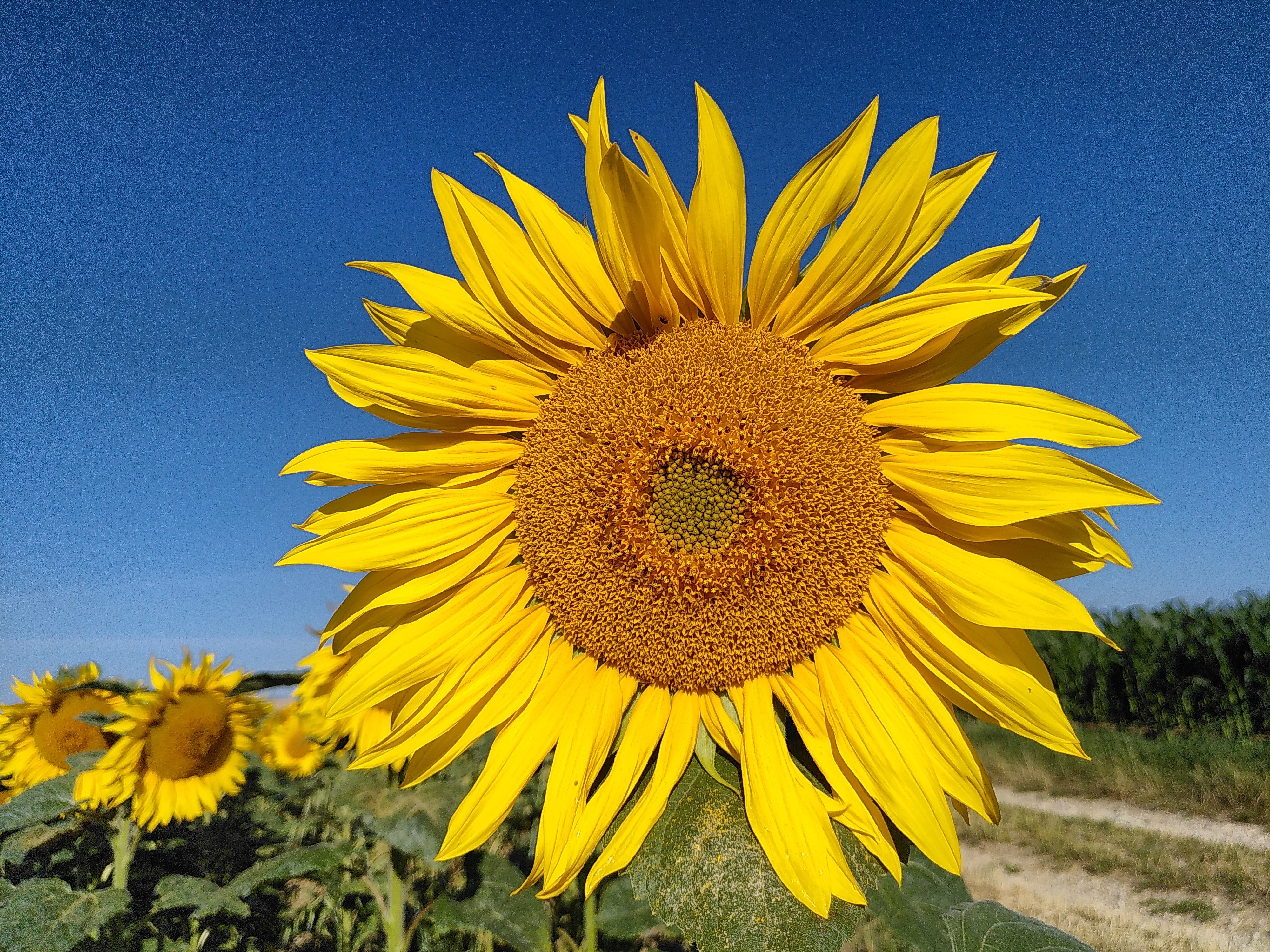 Sonnenblume