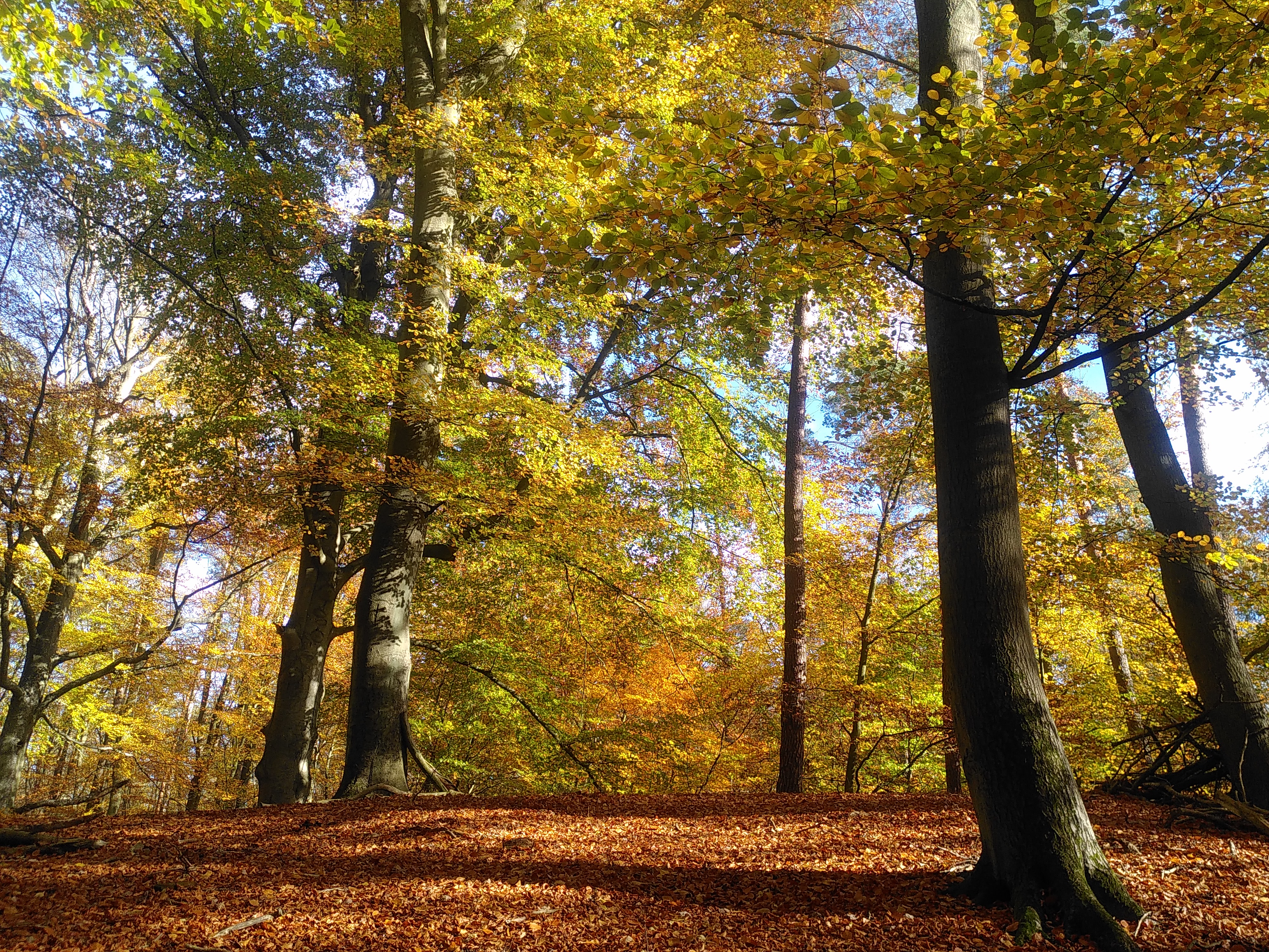 Herbstfarbenzauberland